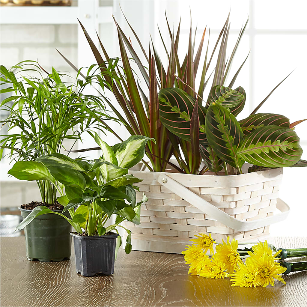 Florist Designed Blooming and Green Plants in a Basket – Boston City Florist, Boston MA