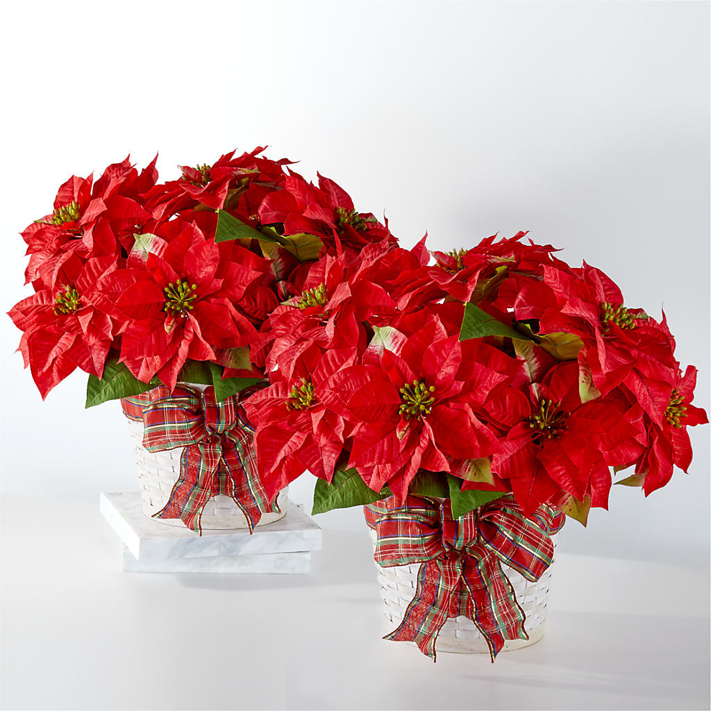 Happiest Holidays Poinsettia Bundle – Boston City Florist, Boston MA