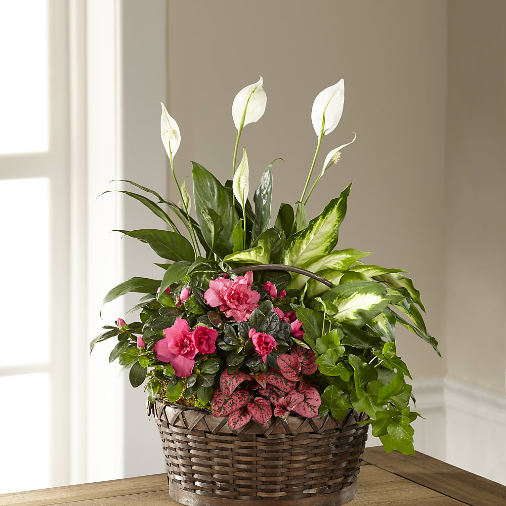 Dream in Pink Dishgarden – Boston City Florist, Boston MA