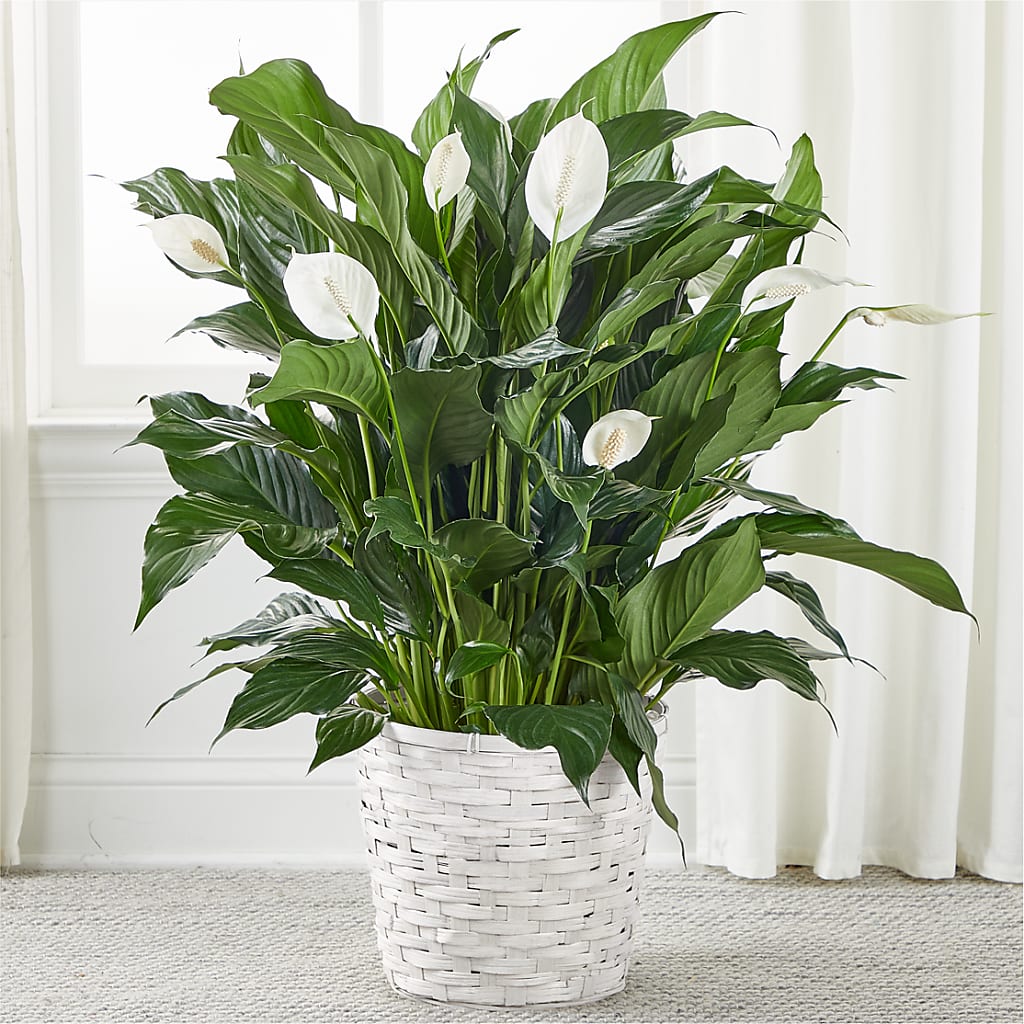 A New Leaf Peace Lily – Boston City Florist, Boston MA