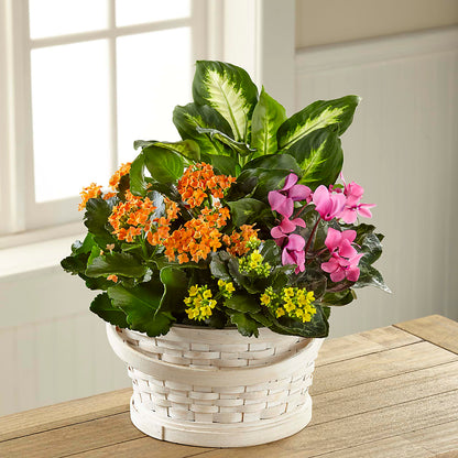 Color Crush Dishgarden –  Boston City Florist, Boston MA