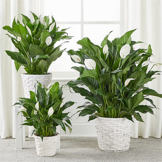 A New Leaf Peace Lily –  Boston City Florist, Boston MA